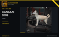 Local Mod Canaan Dog for Scania – Alphafungamer Customs